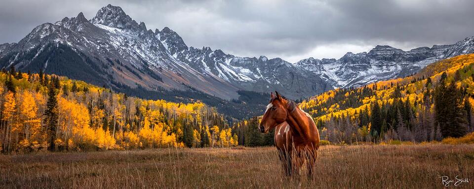 A brown horse stands in a meadow with bright yellow leaves on trees and snow-dusted mountains in the background.