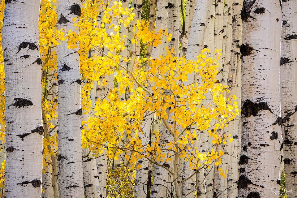White aspen trunks are seen up close with bright yellow aspen leaves peeking through the trunks and lit gently with sunlight. 