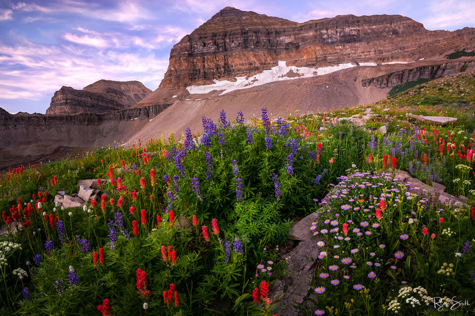 Meadow of wildflowers in purples, reds, and pinks sits in front of a mountain with layers of stone striations.