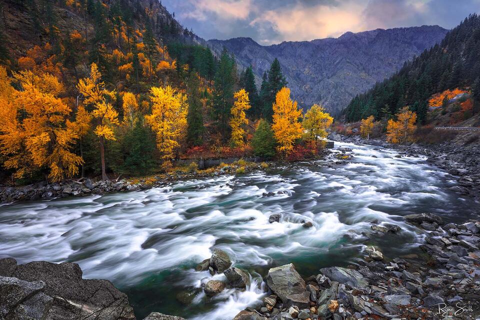 A mountain stream rushes over rocks and past yellow leaved fall color trees with mountains in the background. 