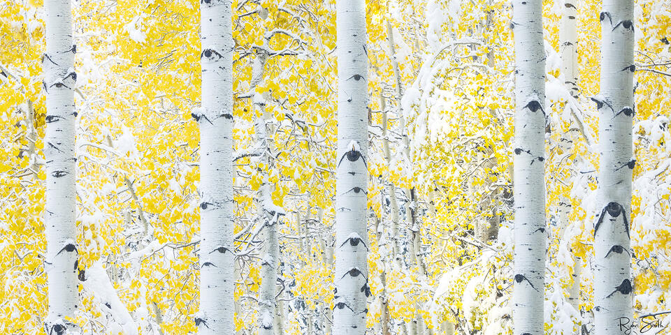 White aspen tress and yellow leaves dusted with snow within a perfect aspen grove. 
