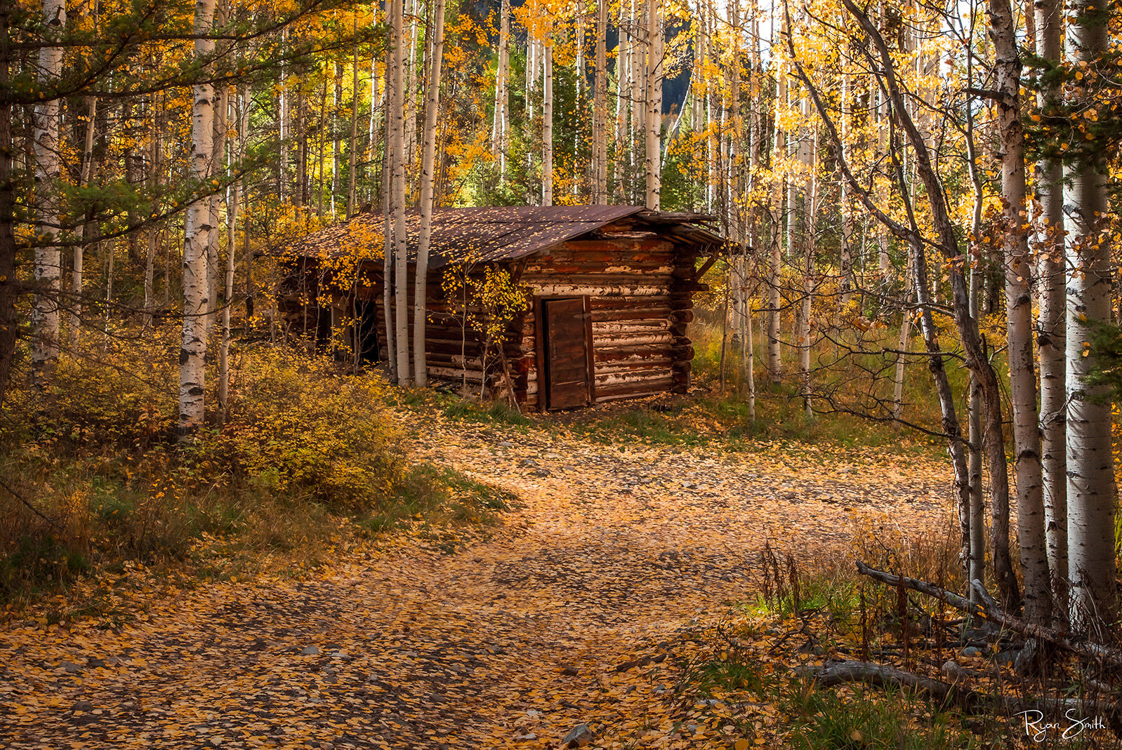 Ames Cabin A small log cabin is nestled among aspen trees that have dropped their bright yellow leaves on the ground lighting up the road and path in front of the cabin.