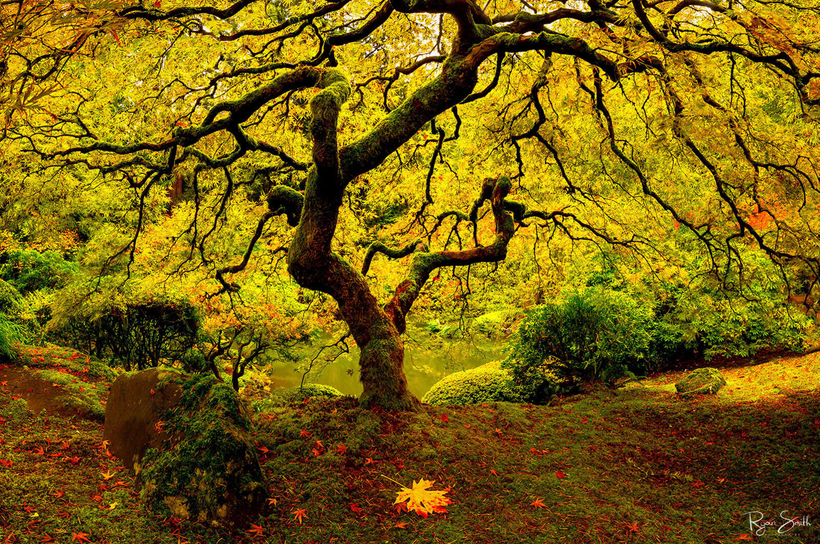 Tree Of Light Fine Art Limited Edition Photograph of 200