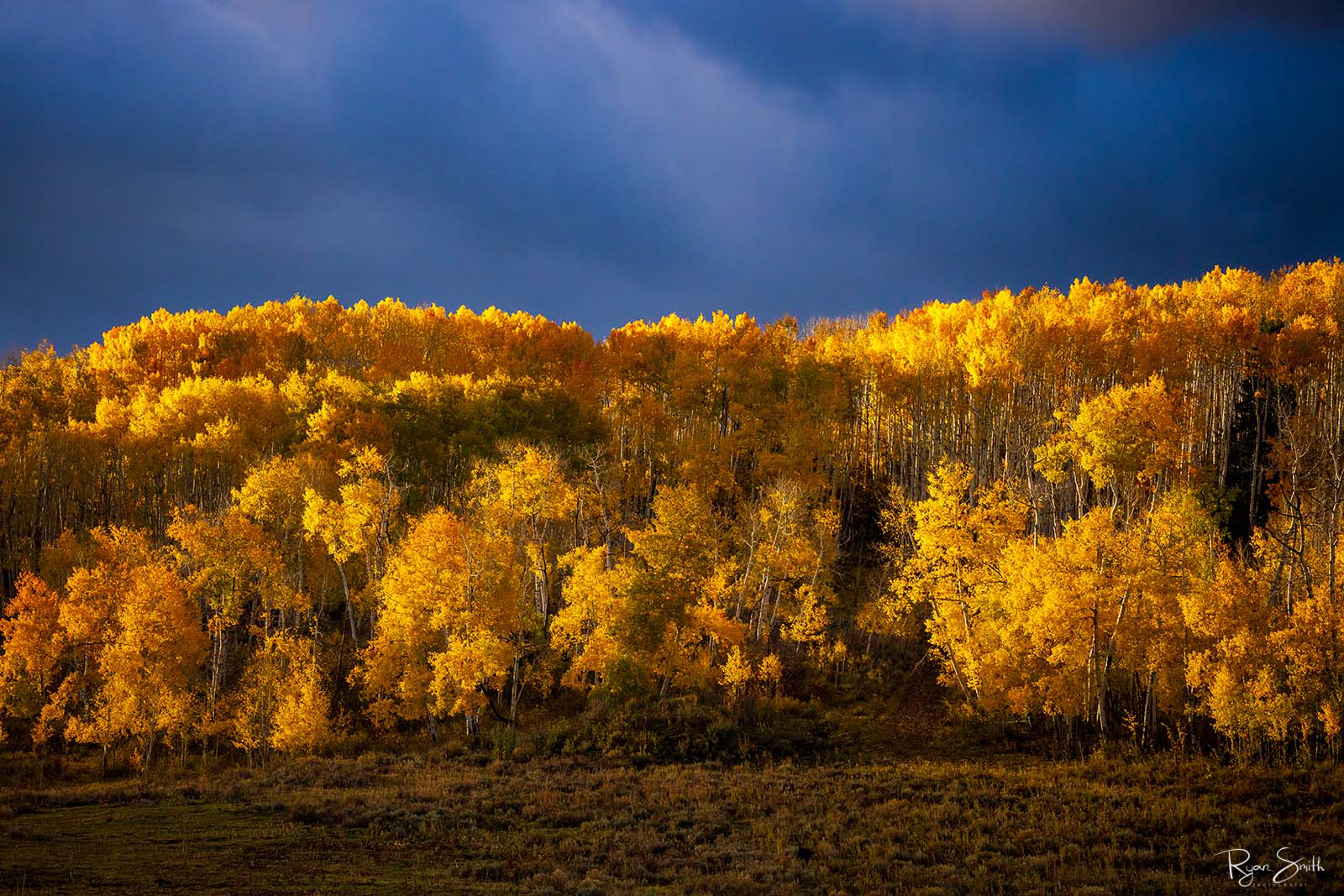 Yellow leaved aspen trees are lit by the sun while the sky is dark yet the forest glows golden.