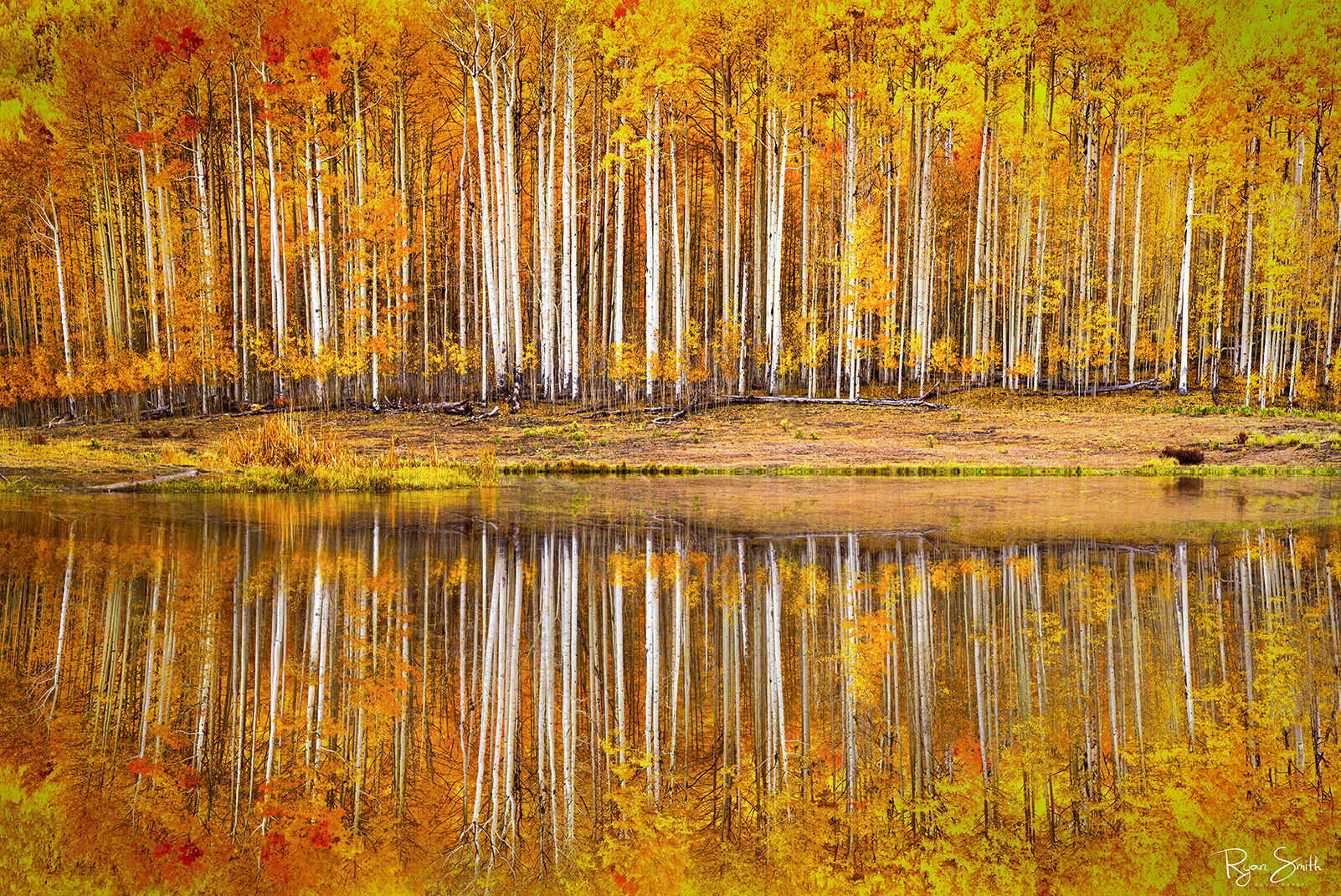 A grove of aspen trees with tall, thin trunks and bright yellow leaves is perfectly reflected on a still pond.