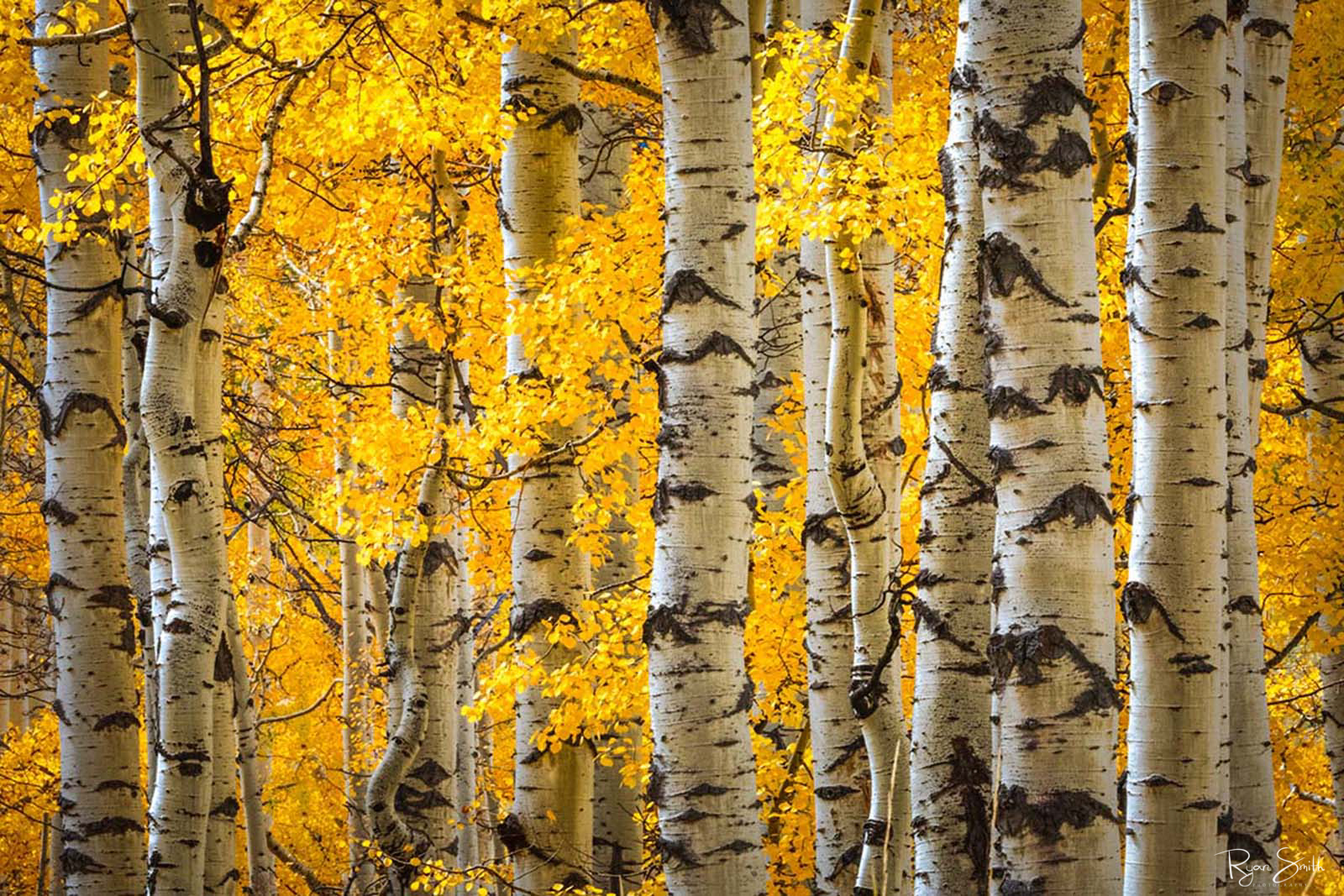 Bright yellow aspen trees and white tree trunks seen are seen up close with tan grasses on the forest floor in a horizontal art print.