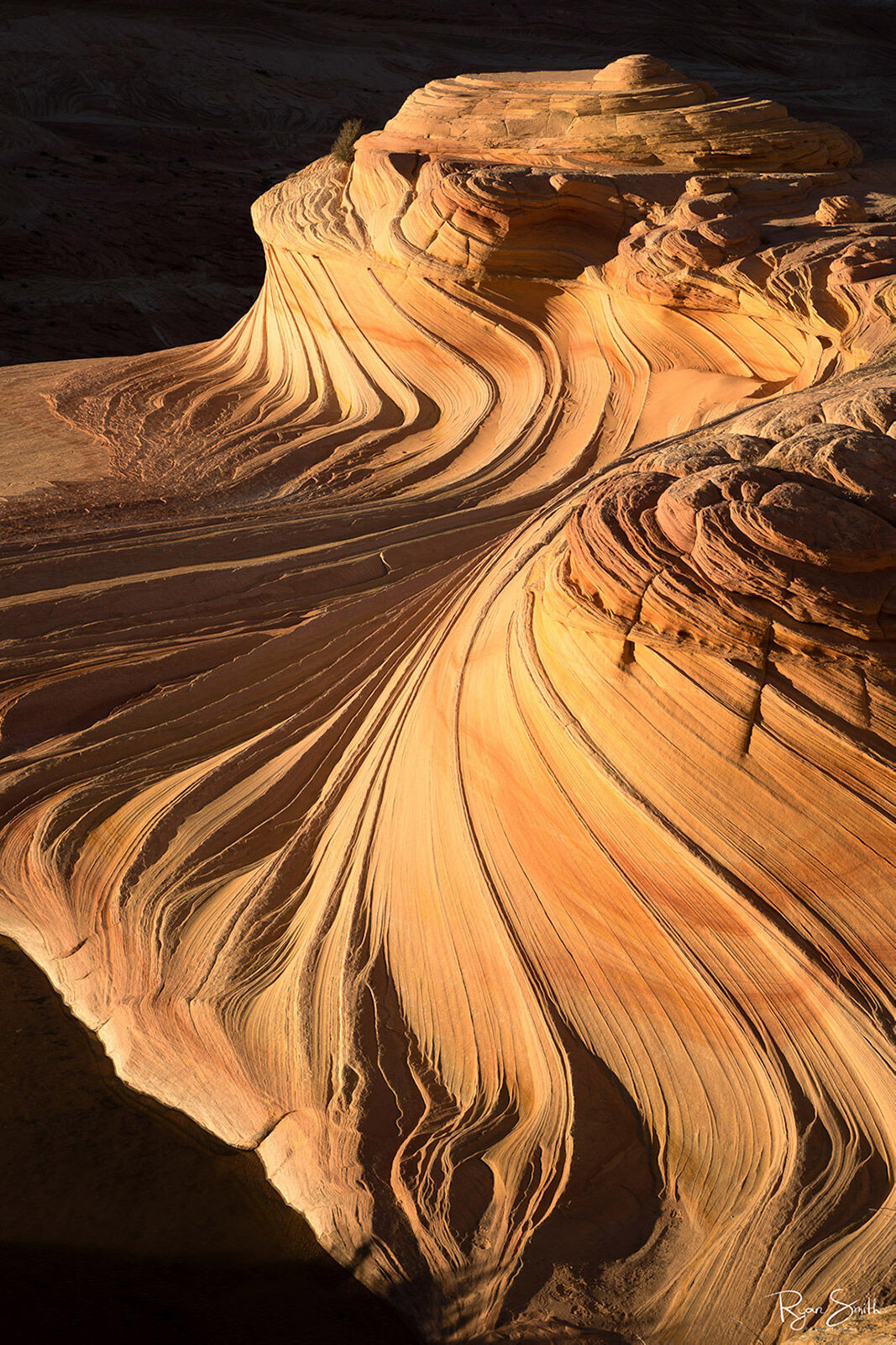 Windswept Fine Art Limited Edition of 200