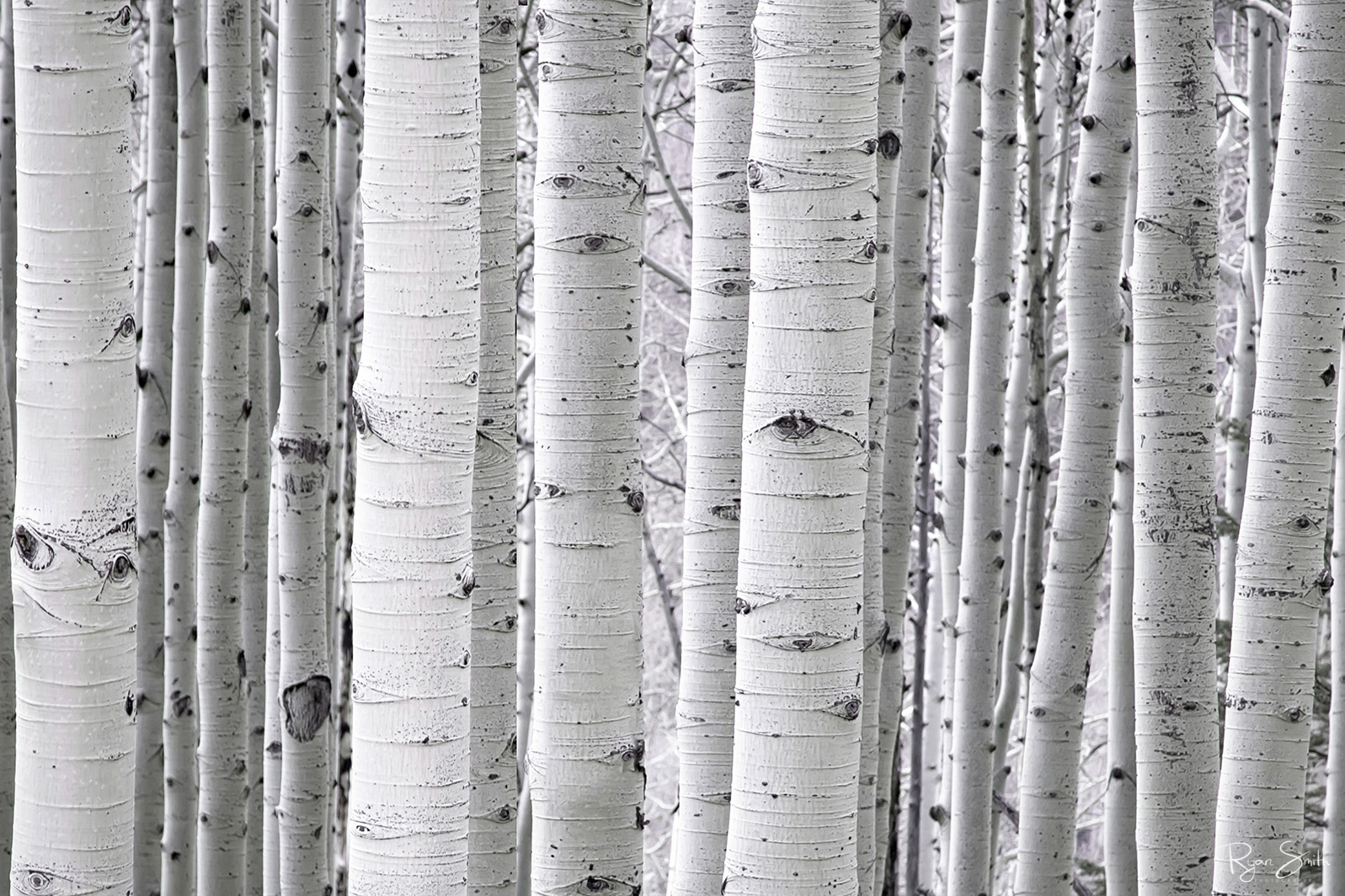Aspen White A dense forest of white aspen tree trunks are seen close up with no leaves left as an abstract photo.