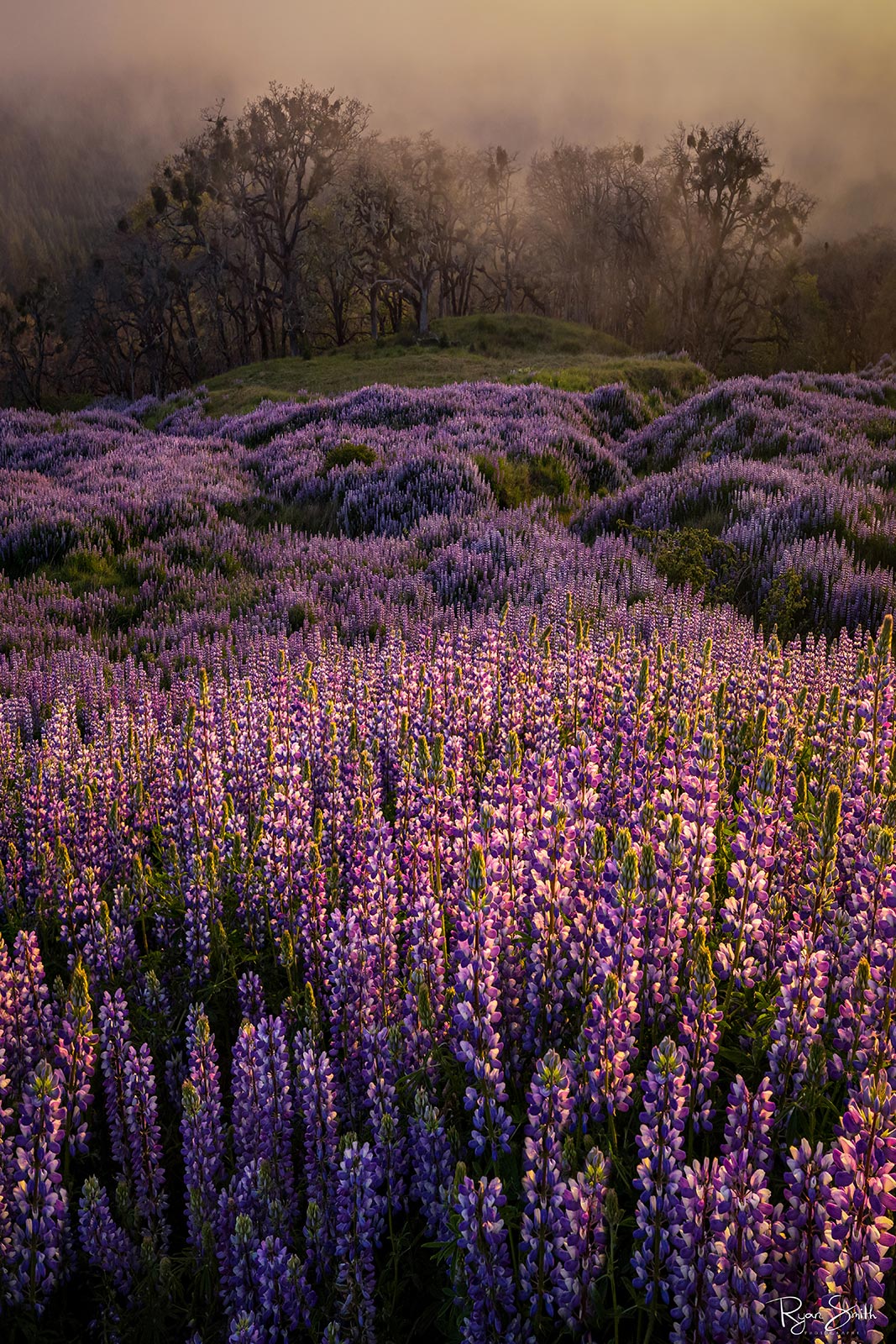 A field of purple lupins is seen up close with a line of trees with only a silhouette as fog stretches through the forest. 