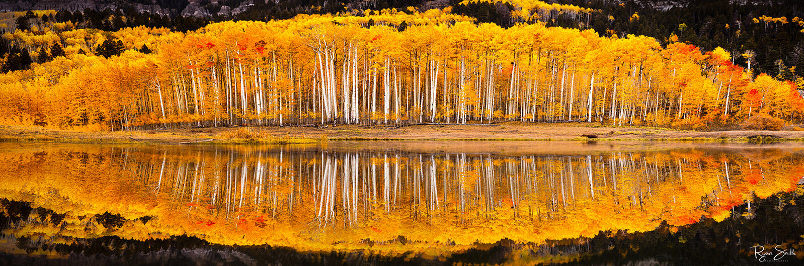 A grove of aspen trees with tall, thin trunks and bright yellow leaves is perfectly reflected on a still pond in this ultrawide panoramic image.