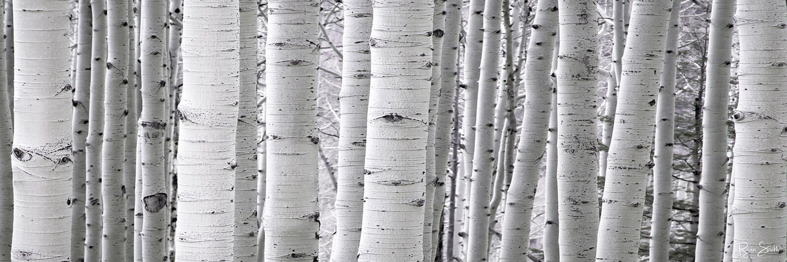 A dense forest of white aspen tree trunks are seen close up with no leaves left as an abstract ultrawide panoramic photo.