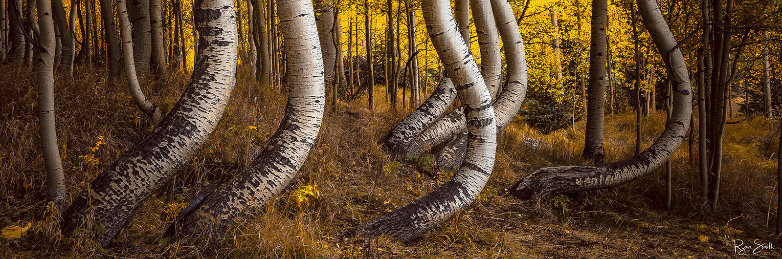 "S" shaped aspen tree trunks are shown with a background of glowing yellow leaves on the other side of the grove in an ultrawide panoramic photo.
