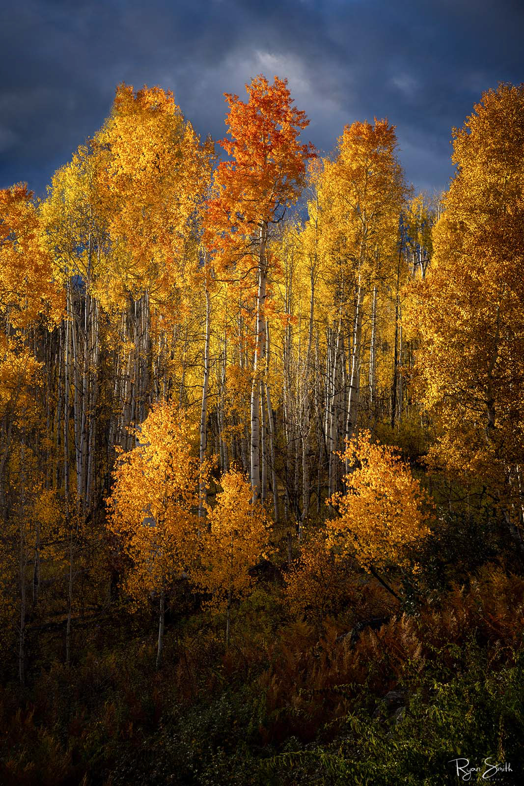 Aspen trees are seen with dark gray clouds in the sky and sunlight shining on them lighting up their vibrant yellow and orange leaves. 