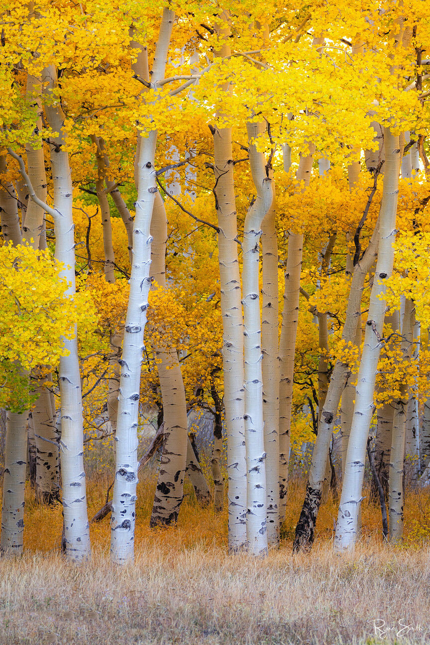 Bright yellow aspen trees and white tree trunks seen are seen up close in an aspen grove at the edge of a meadow in a vertical art print.