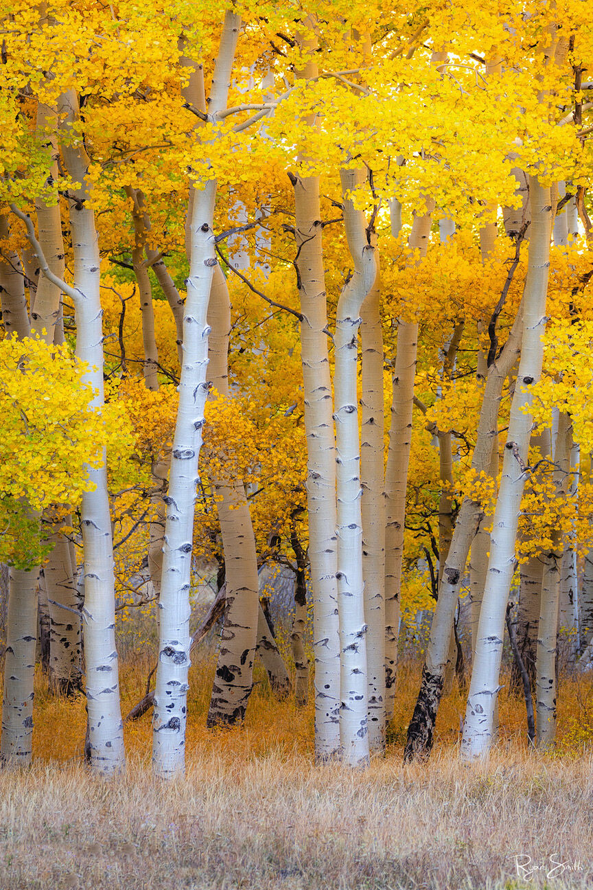 Aspen Stand Bright yellow aspen trees and white tree trunks seen are seen up close in an aspen grove at the edge of a meadow in a vertical art print.