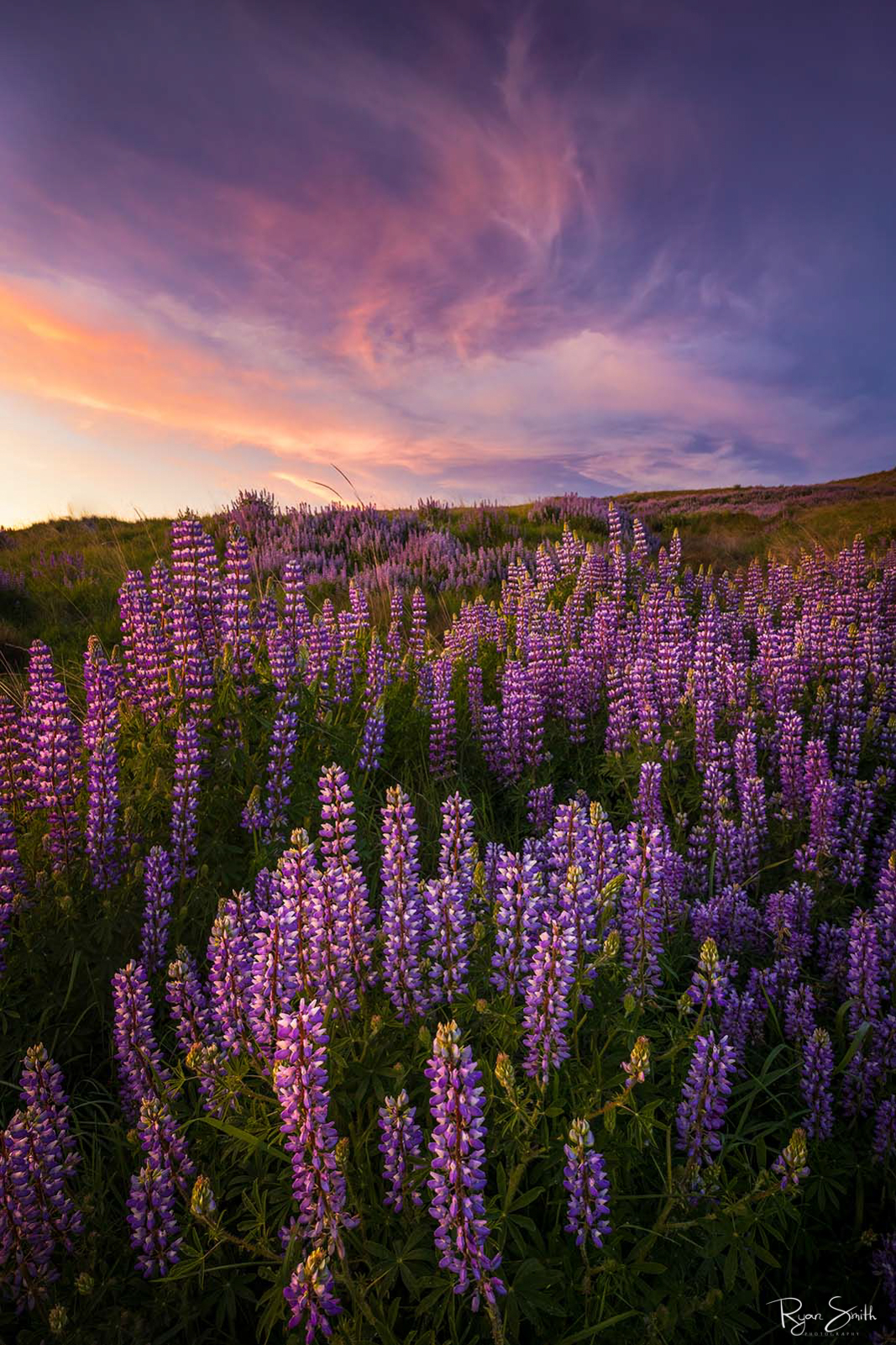 A field of lupins display purple and green under a sky full of swirling pink, purple and blue at sunset to make the sky resemble the meadow. 