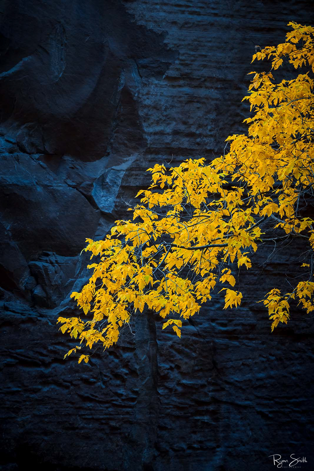 An abstract photo with a branch with bright yellow leaves is shown on the right side in front of a dark gray rock wall.