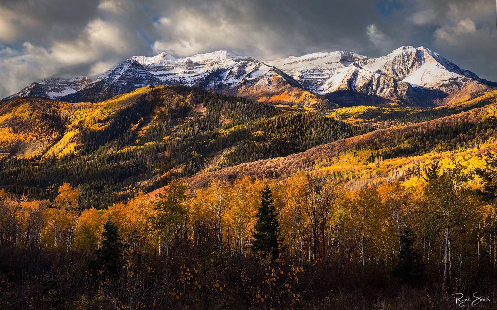 Bright yellow aspen trees are lit by sunlight with spruce trees behind them leading to a large mountain covered with a light dusting snow and clouds in the sky.