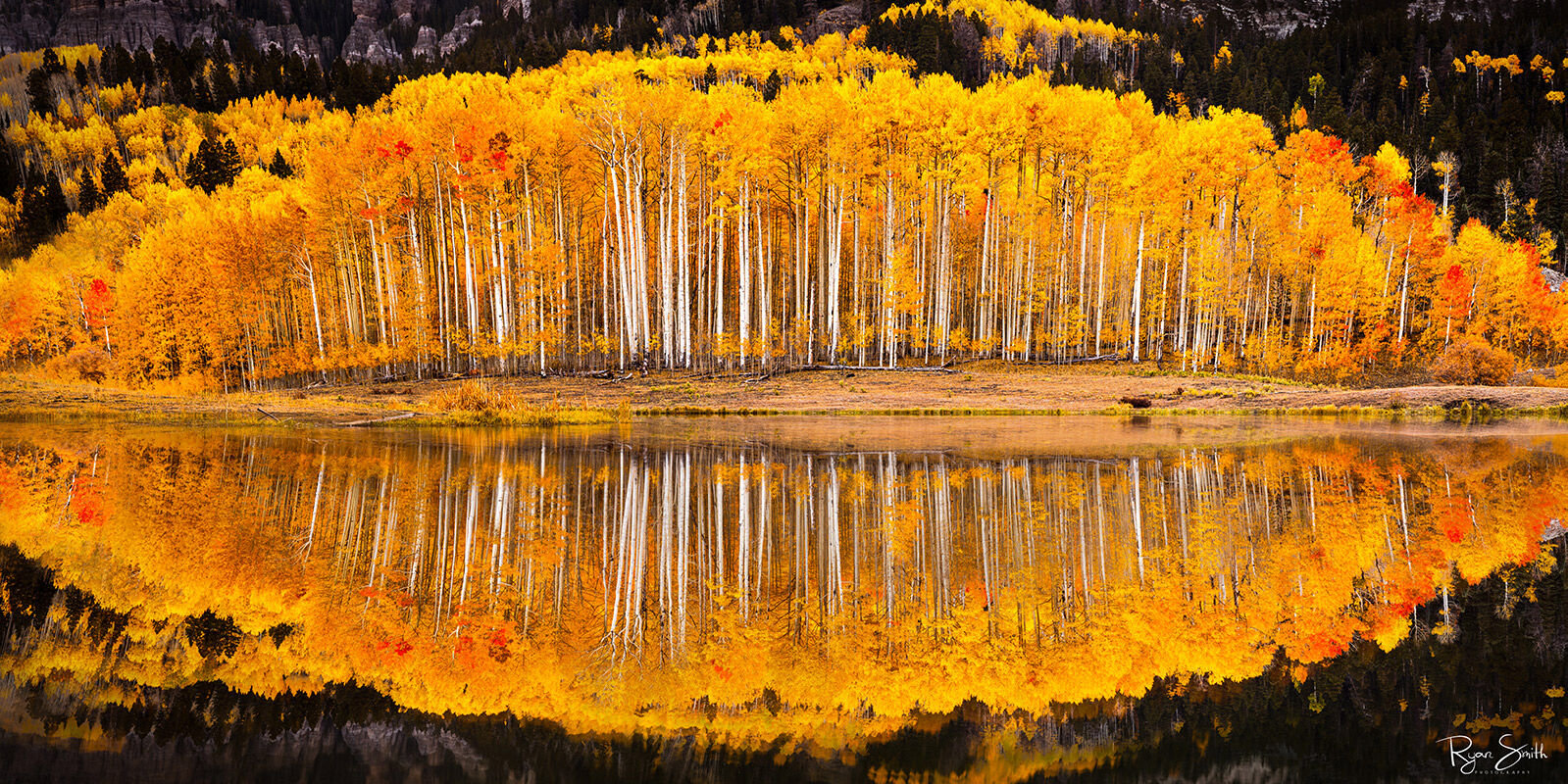 A grove of aspen trees with tall, thin trunks and bright yellow leaves is perfectly reflected on a still pond in this panoramic image.