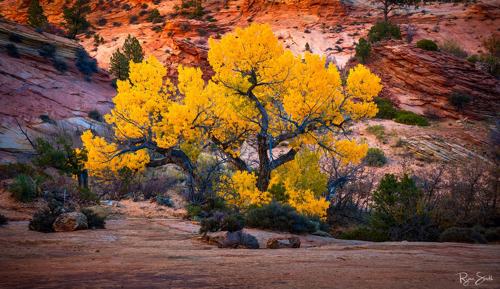 Glory Pano Large tree with a dark trunk and branches is full of vibrant yellow leaves in fall and sites in a canyon with red rock walls.