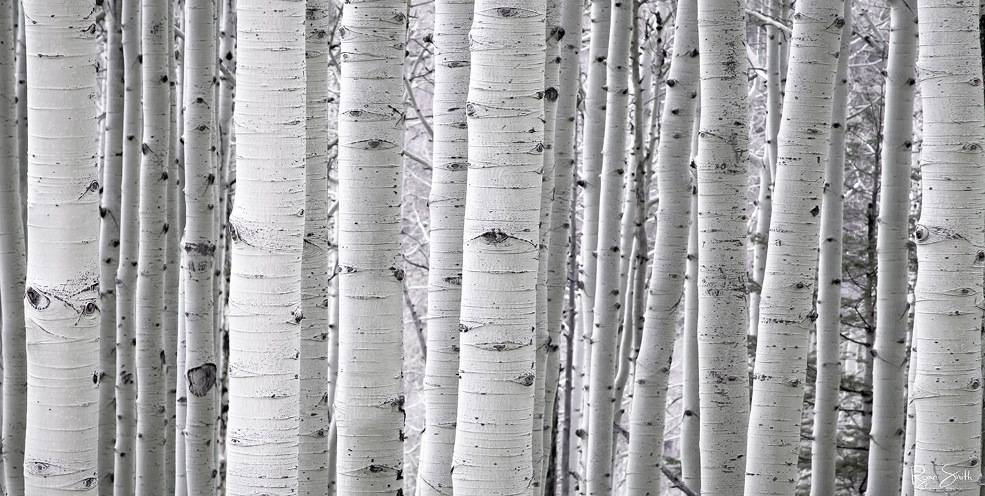 Aspen White