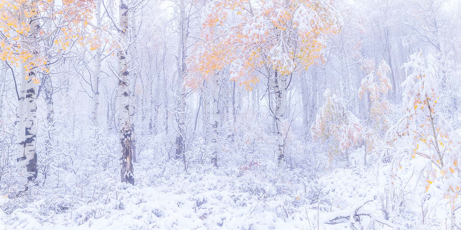 Scene with aspen trees with bright yellow leaves while the whole scene is covered in snow with more snow falling.