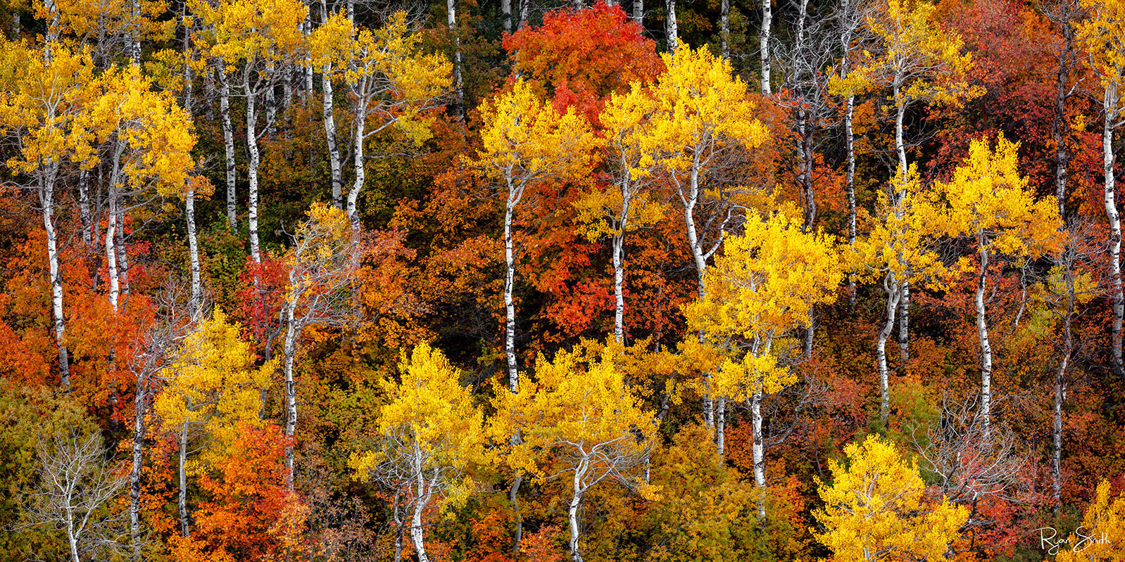 Forest is seen from above with many aspens with bright yellow leaves and white trunks and other trees with red and orange leaves. 