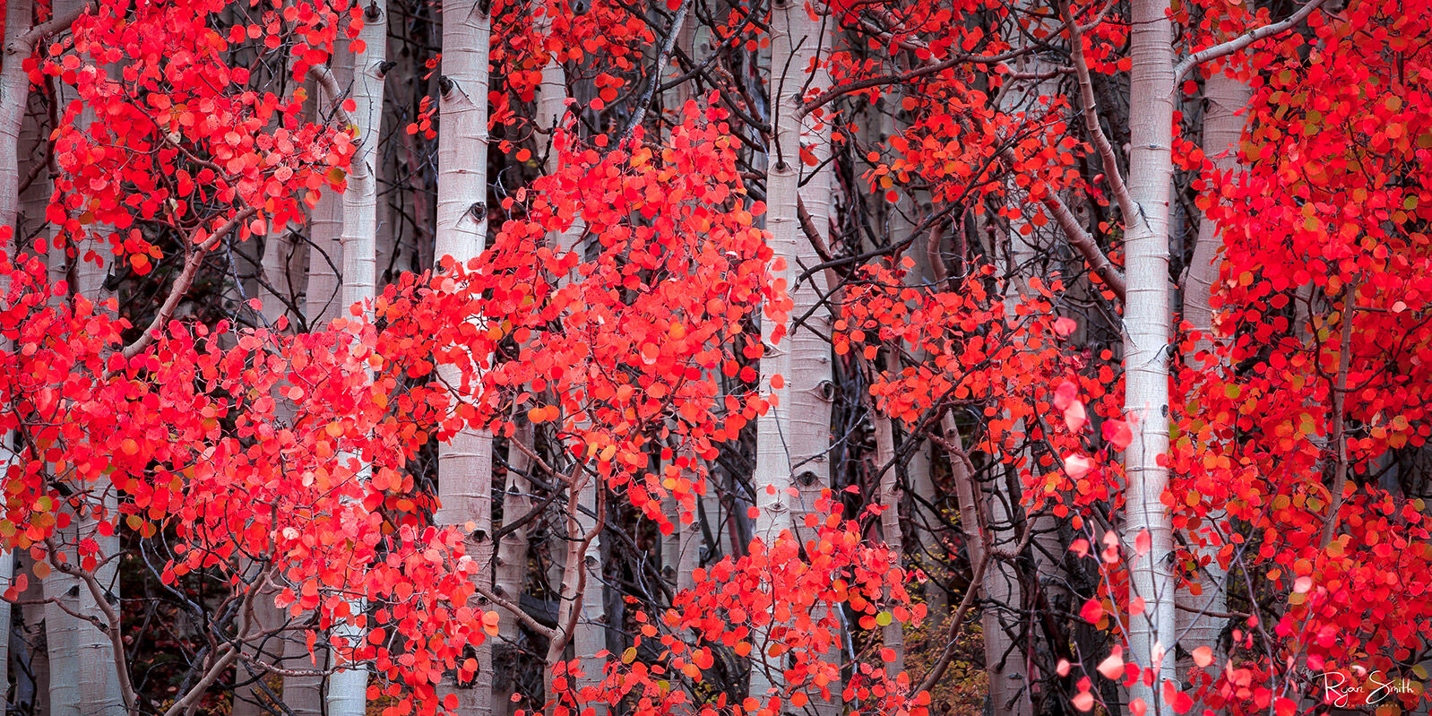 Blush Pano Aspen tree trunks are seen up close with red leaves on the branches leaving the image full of red leaves and white trunks.