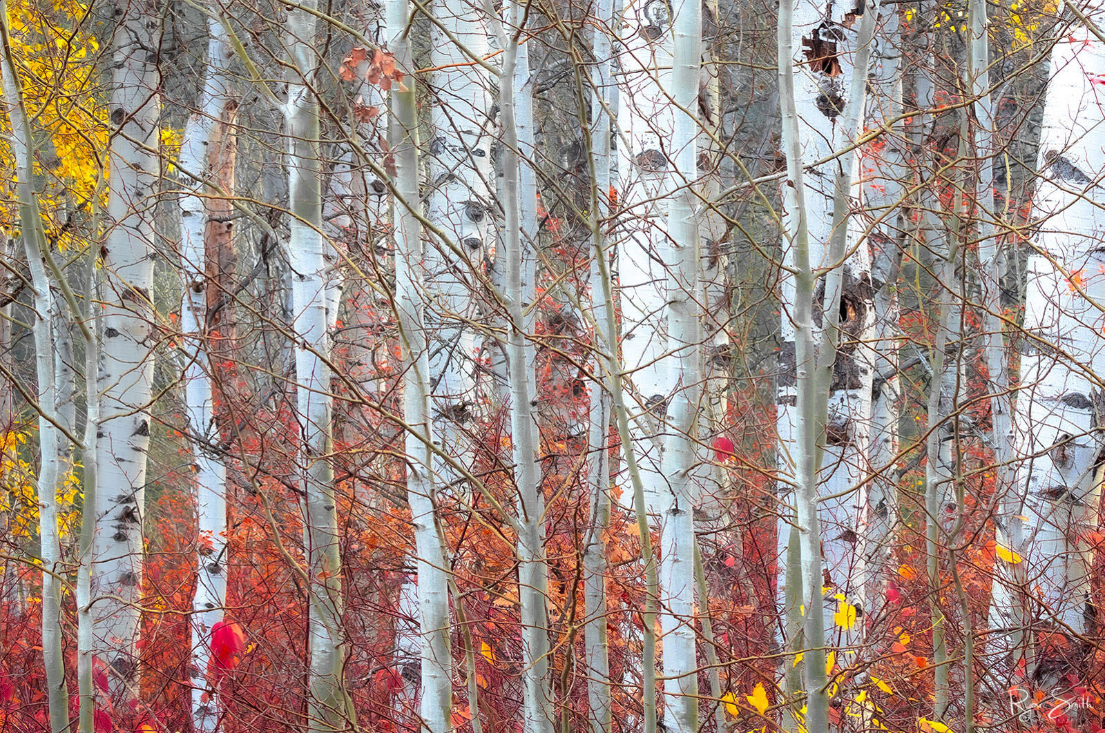 Autumnly White aspen tree trunks are shown close up in an aspen grove with only a few yellow leaves on the trees and red underbrush.