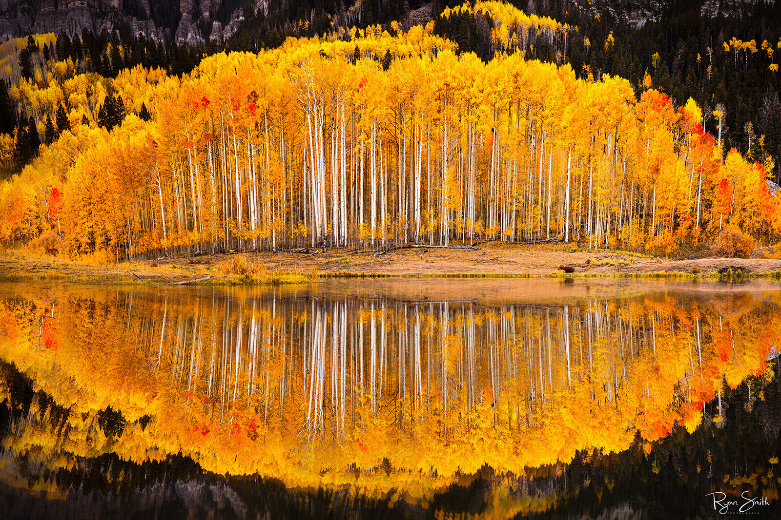 Bright yellow aspen grove on a hill reflecting on the water with the tallest white trunks in the middle and tapering to the sides shapes the scene like an eye.