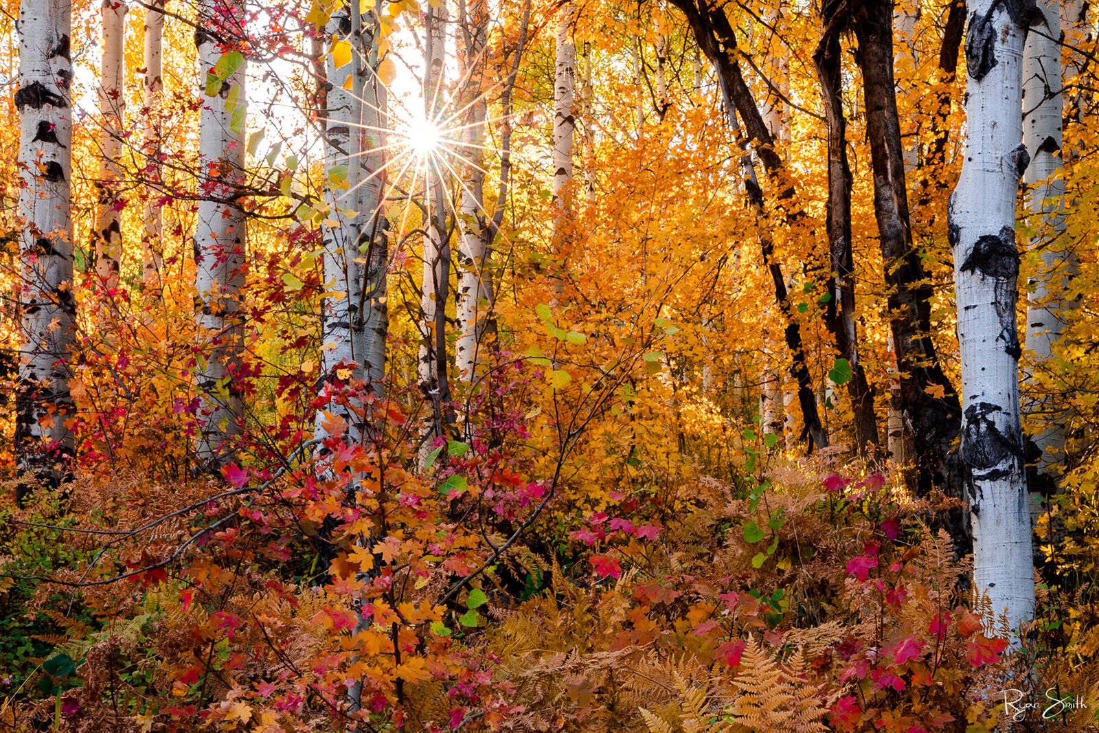 Aspen Sunburst 2 Fine Art Limited Edition Photograph of 200