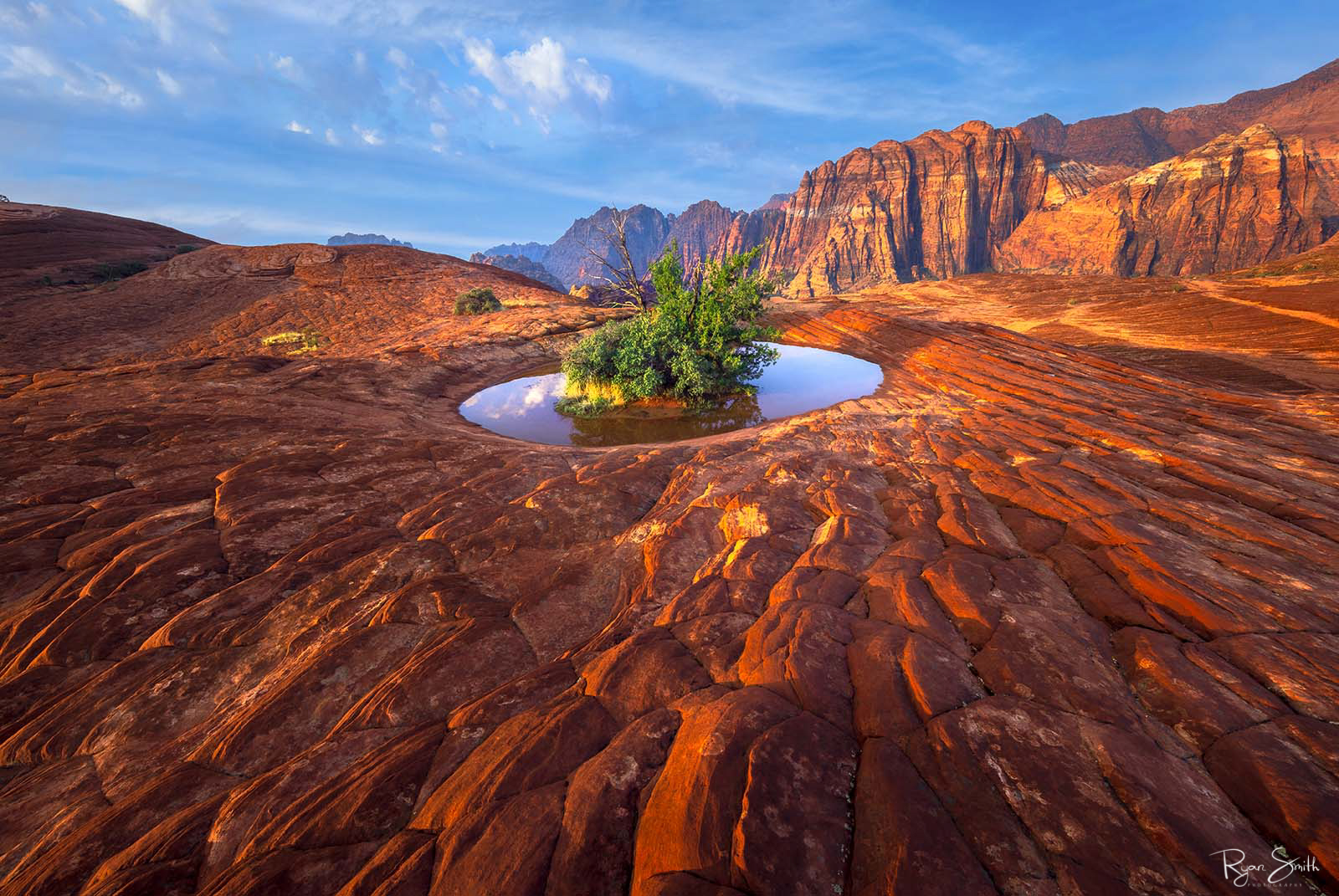 A large puddle of water has a green bush growing in the center of it in a rocky desert scene being hit by light from setting sun & mountains in the background.