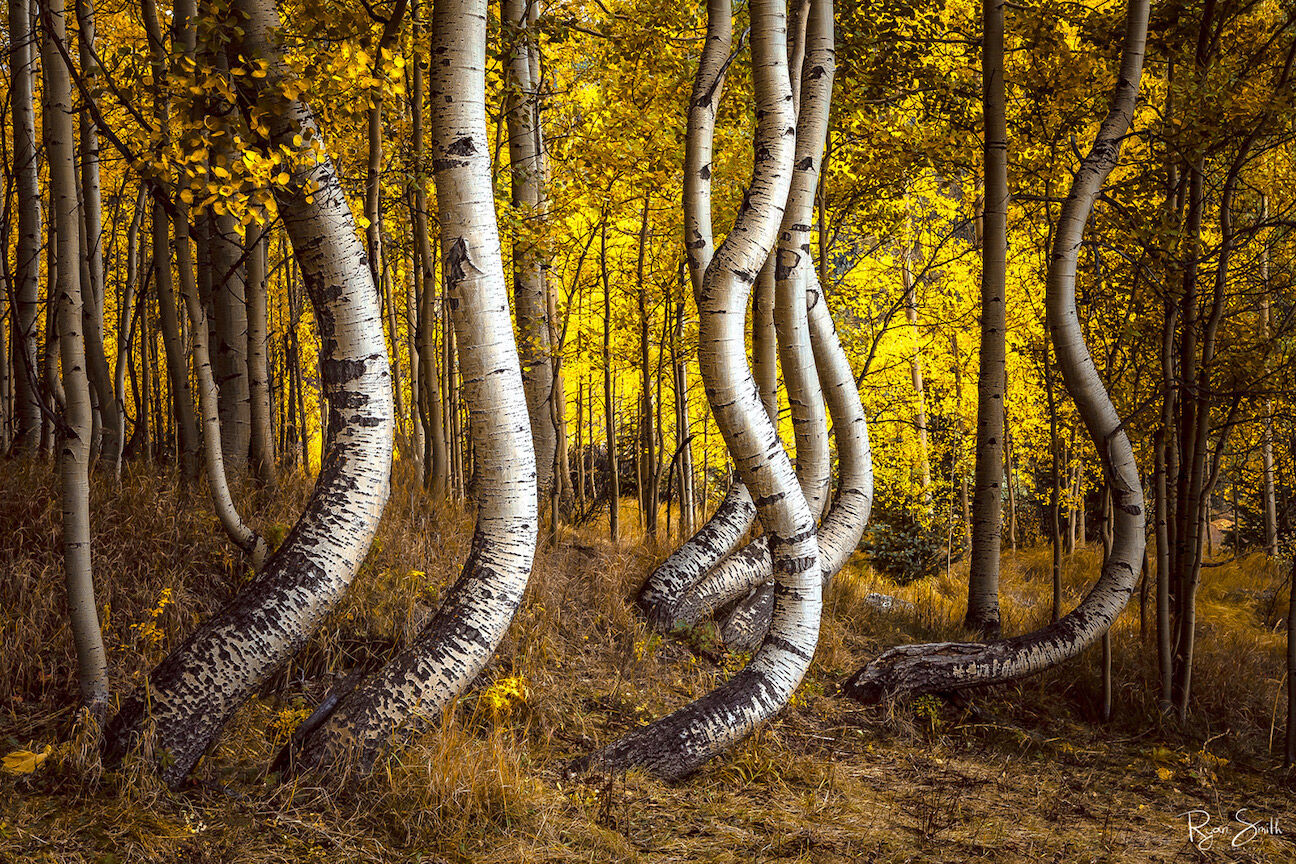"S" shaped aspen tree trunks are shown with a background of glowing yellow leaves on the other side of the grove. 