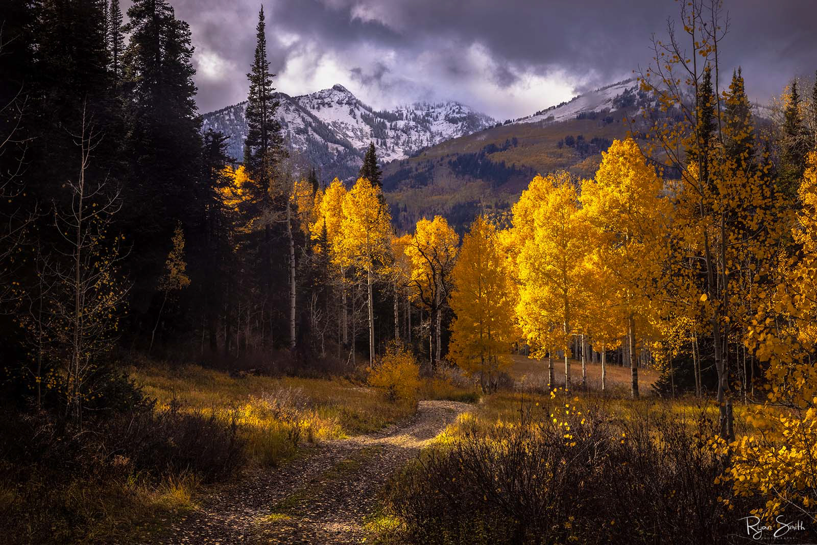 A dirt road trail covered in fall leaves leads through aspen trees with snow covered mountains in the distance with their tops shrouded in clouds. 