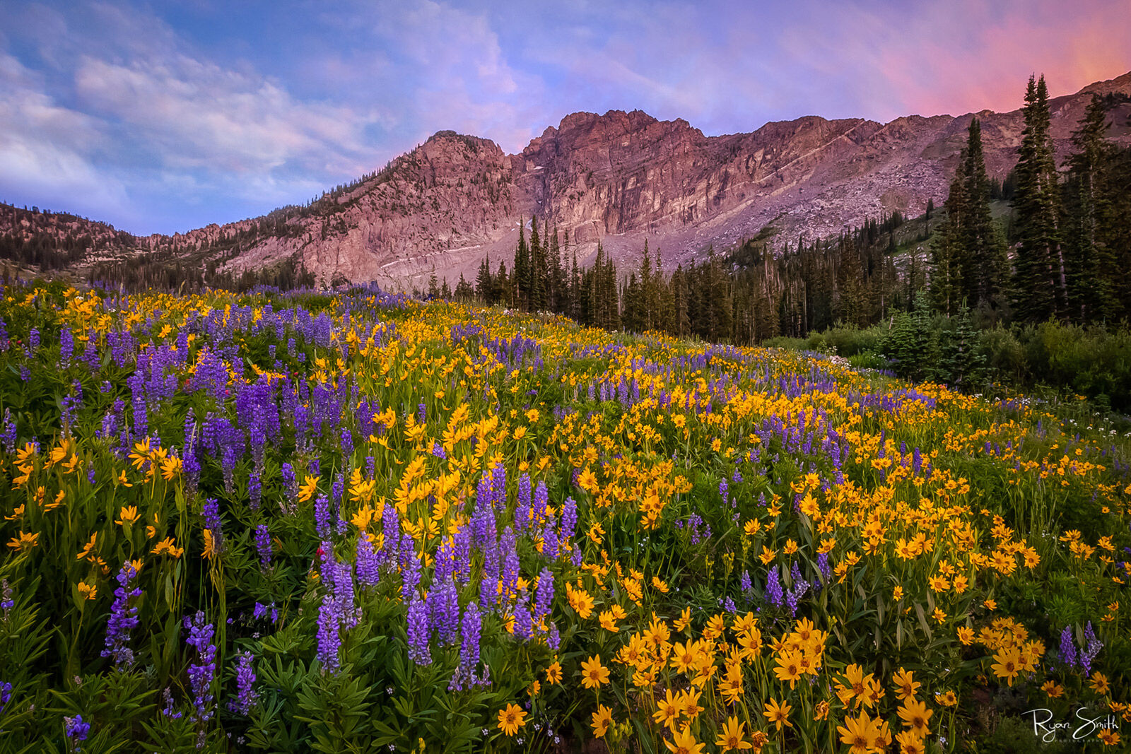 A meadow of yellow daisies and purple alpine lupine sits below mountains in Utah at sunset. 