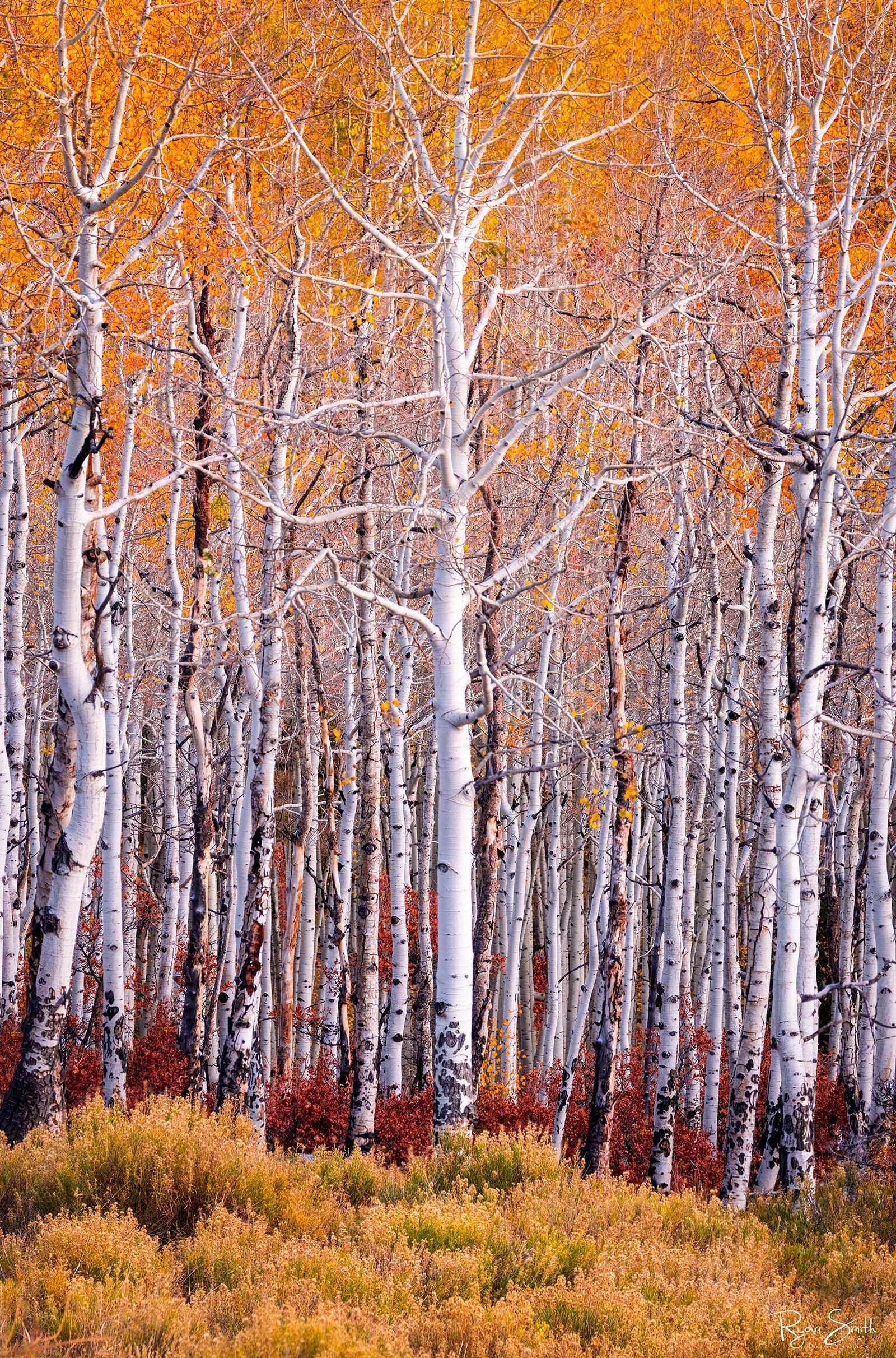 Tall white trunks of aspen trees with bent branches and yellow leaves stand at the edge of a meadow with deep red underbrush and tan grasses in the meadow.