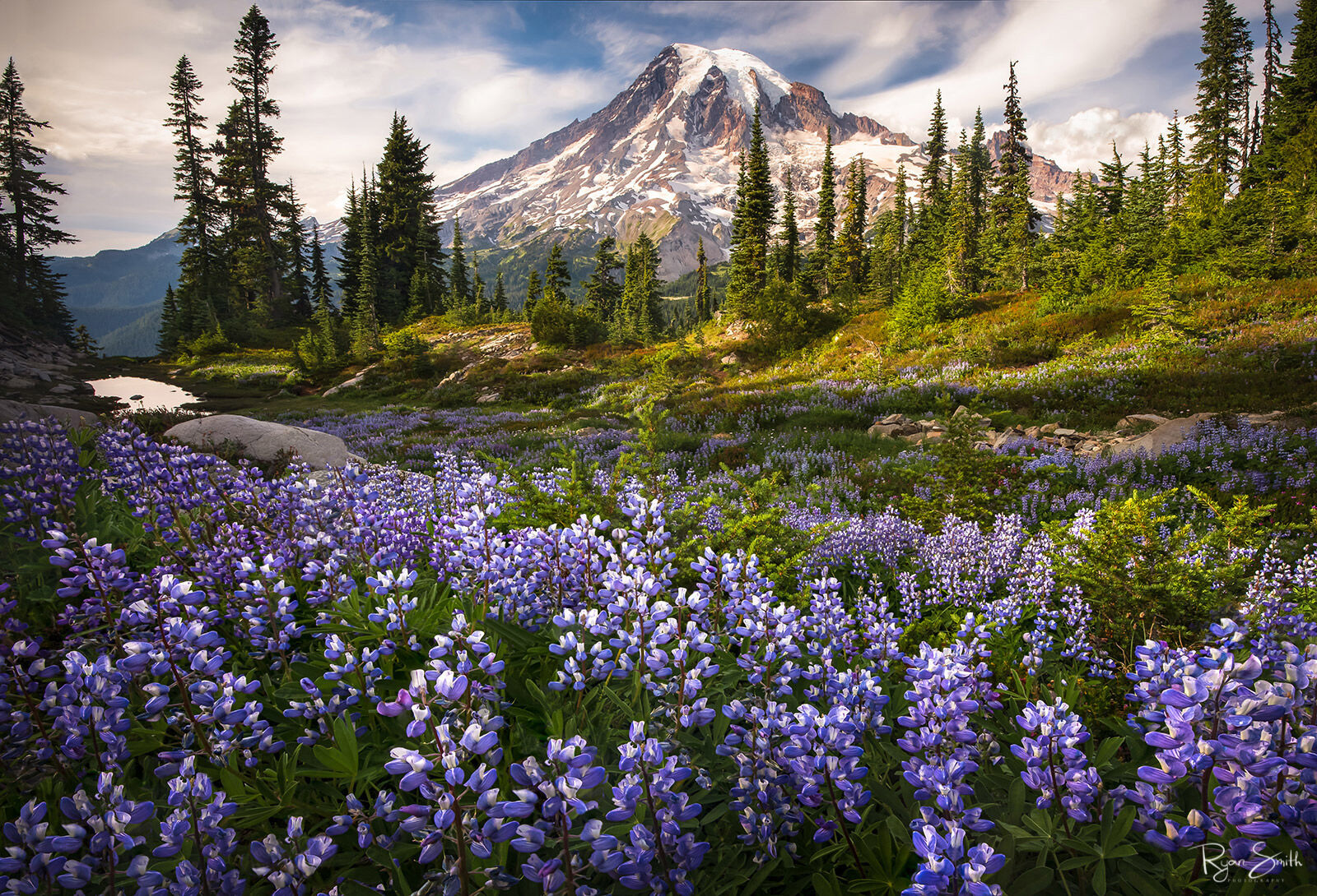 Purple and blue lupine flowers in a meadow set a stage for a Mt. Rainier mountain and peak in the background that is just touched by the sunrise.