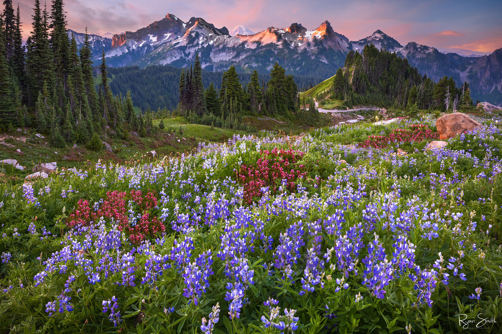 A mountain skyline under pink clouds at sunset, a meadow of spruce trees, purple and red wildflowers in a meadow near Mount Rainier National Park
