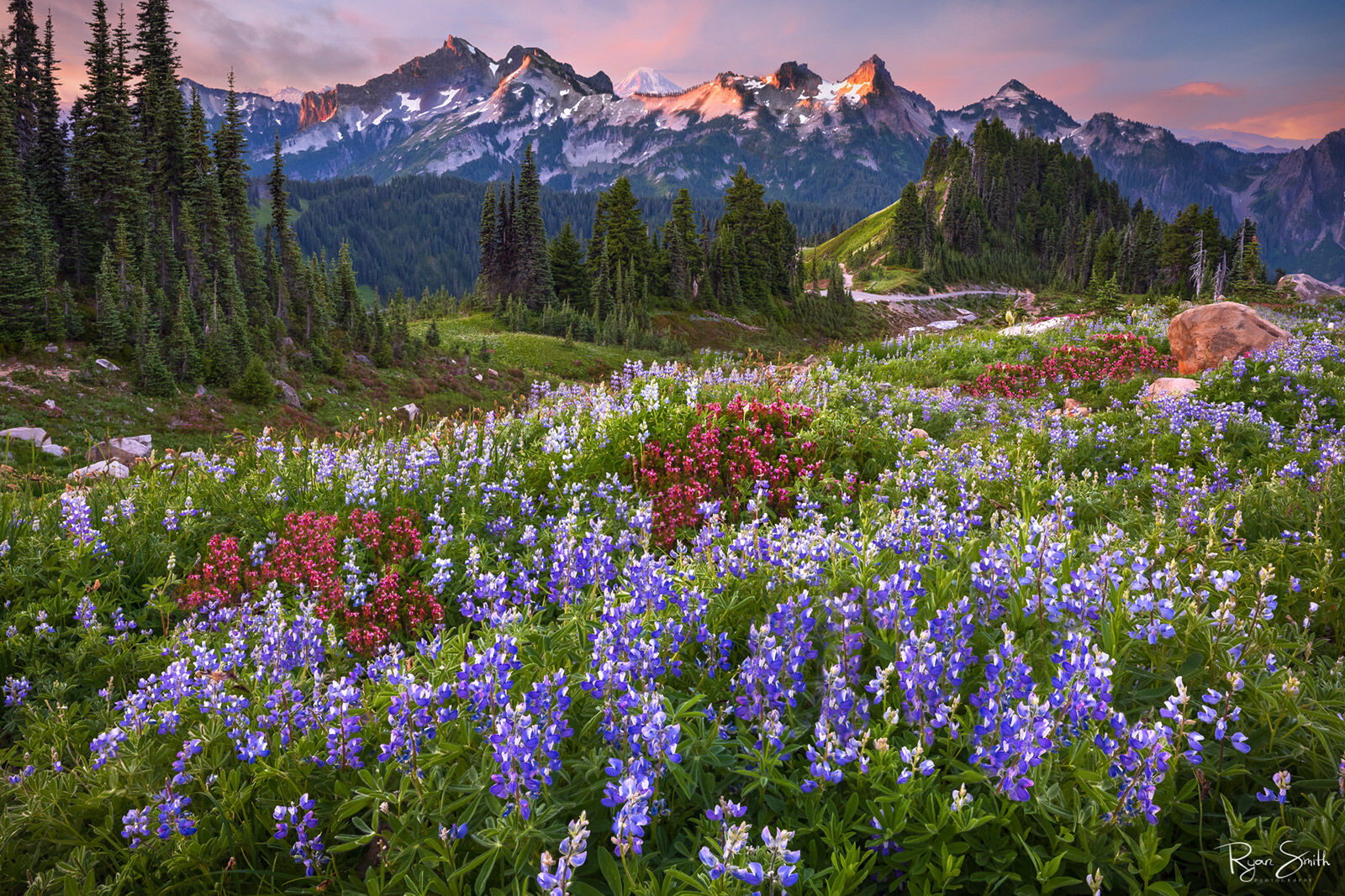 Lupine Meadows A mountain skyline under pink clouds at sunset, a meadow of spruce trees, purple and red wildflowers in a meadow near Mount Rainier National Park