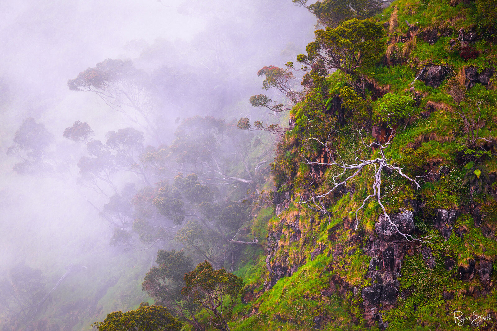 A tropical forest with a mossy floor sits on a hillside shrouded in ominous fog.