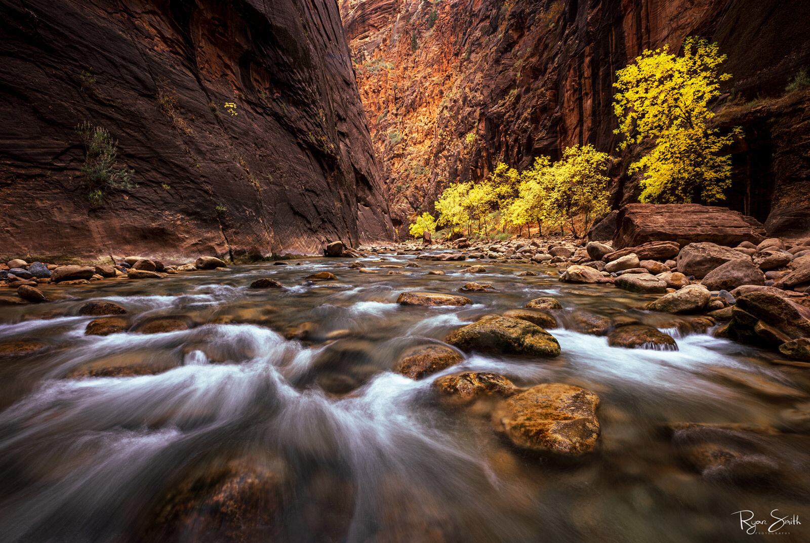 The river rushes toward the camera and the yellow leaved, fall color trees, sit tightly between the canyon wall and the river. 
