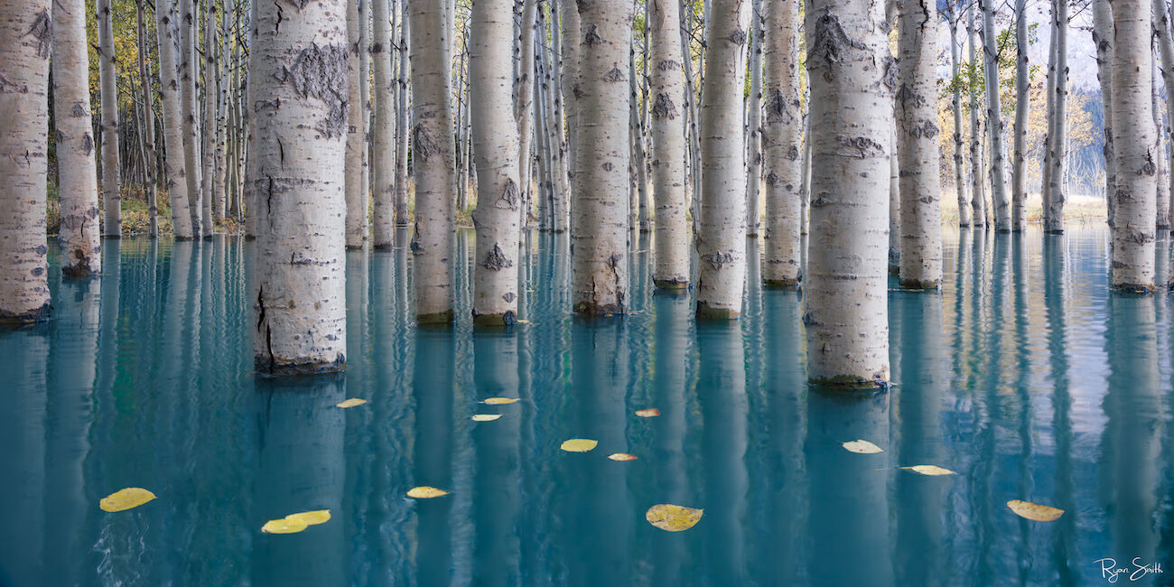 A beautiful aspen grove standing amidst colorful glacial waters. 