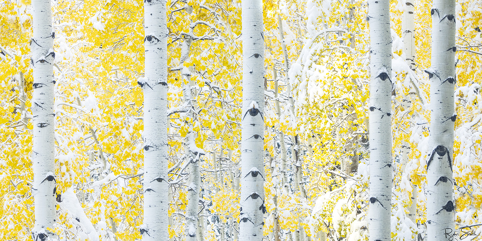 White aspen tress and yellow leaves dusted with snow within a perfect aspen grove. 