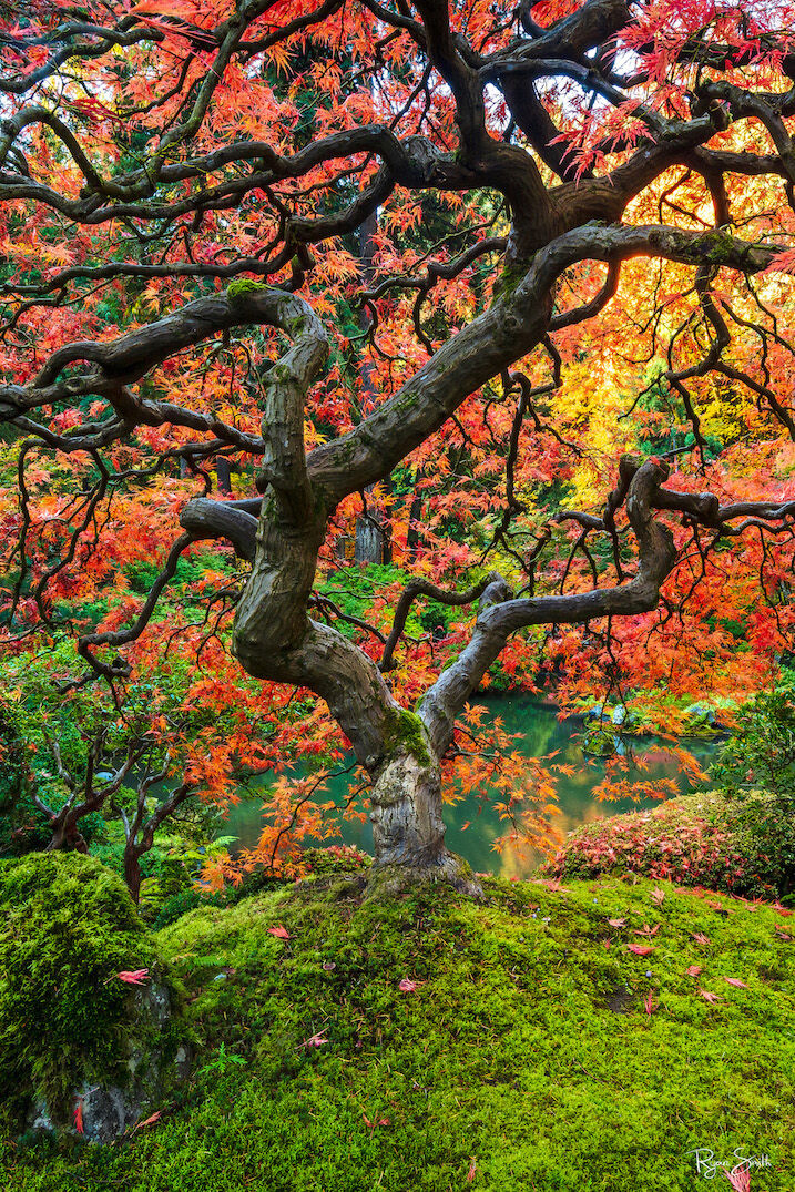 Twisted branches on a Japanese maple tree glow a bright orange and red with the ground covered in lush green moss in this vertical photo.